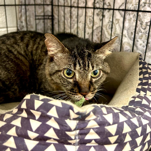 Cubby Franklin