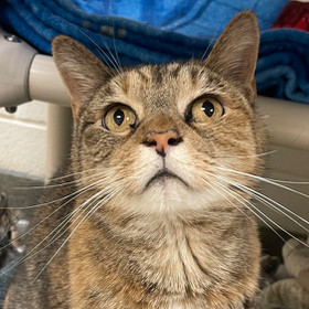 Alice Franklin (best friends w/Cubby Franklin), Senior Female unknown