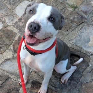 Carl, Adult Male Pit Bull Terrier