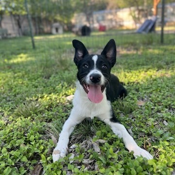 Maverick