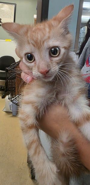 FIGARO Domestic Long Hair Cat