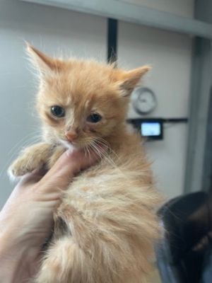 Brady Pitt Domestic Short Hair Cat