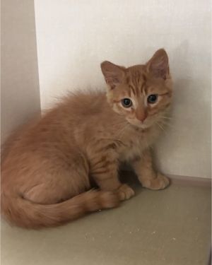 Brady Pitt Domestic Short Hair Cat