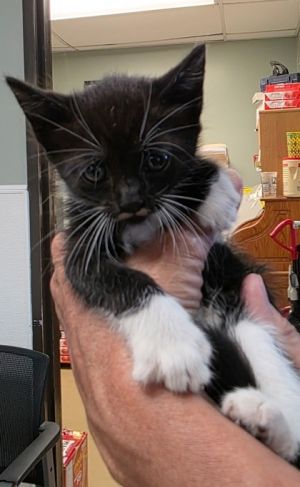 Baby Domestic Short Hair Cat