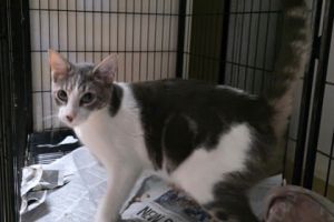 Nickle Domestic Short Hair Cat