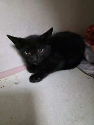 Sweetie Domestic Short Hair Cat