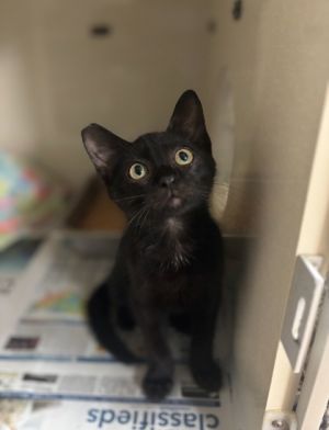 Sweetie, Young Male Domestic Short Hair