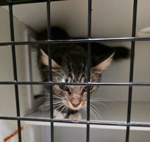 Penny Domestic Short Hair Cat