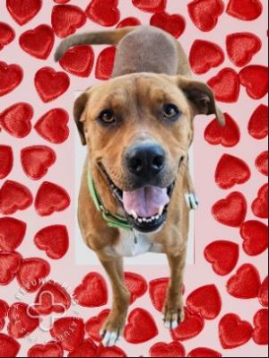 MACY, Adult Female Labrador Retriever