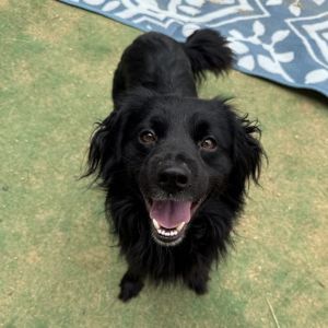 CT Bisquick, Young Male Spaniel