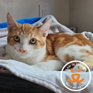 If youre looking for a playful loving and endlessly entertaining companion a kitten is always re