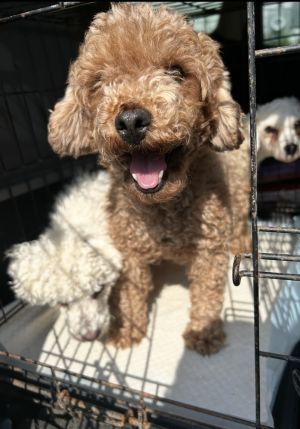 Pepper, Adult Female unknown