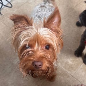 Ace Yorkshire Terrier Dog