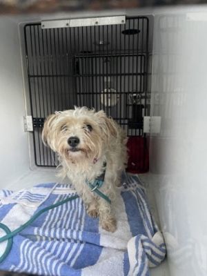 Photo of Mazie