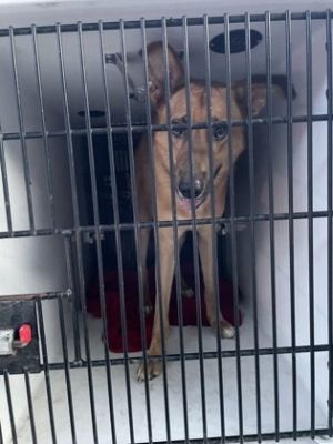 Photo of Scooby Doo