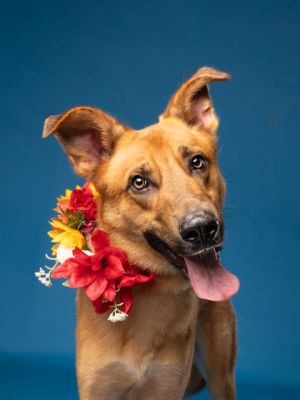 Monzo, Adult Male Shepherd