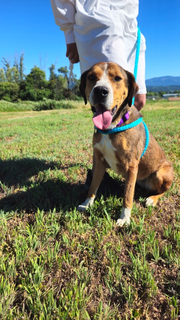 Copper, an adoptable Hound in Grants Pass, OR, 97526 | Photo Image 2
