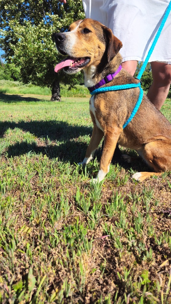 Copper, an adoptable Hound in Grants Pass, OR, 97526 | Photo Image 5
