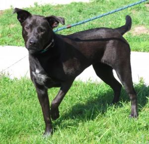 Sheila, Adult Female Cattle Dog