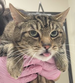 Shredder, Adult Male Domestic Short Hair