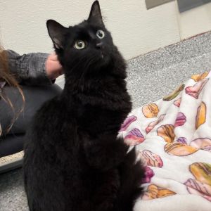Voodoo, Senior Male Domestic Long Hair