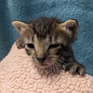 Tahoe, Baby Female Domestic Short Hair