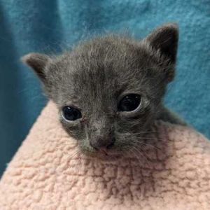 Camaro, Baby Male Domestic Short Hair