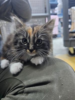 Serrano2, Baby Female Domestic Medium Hair