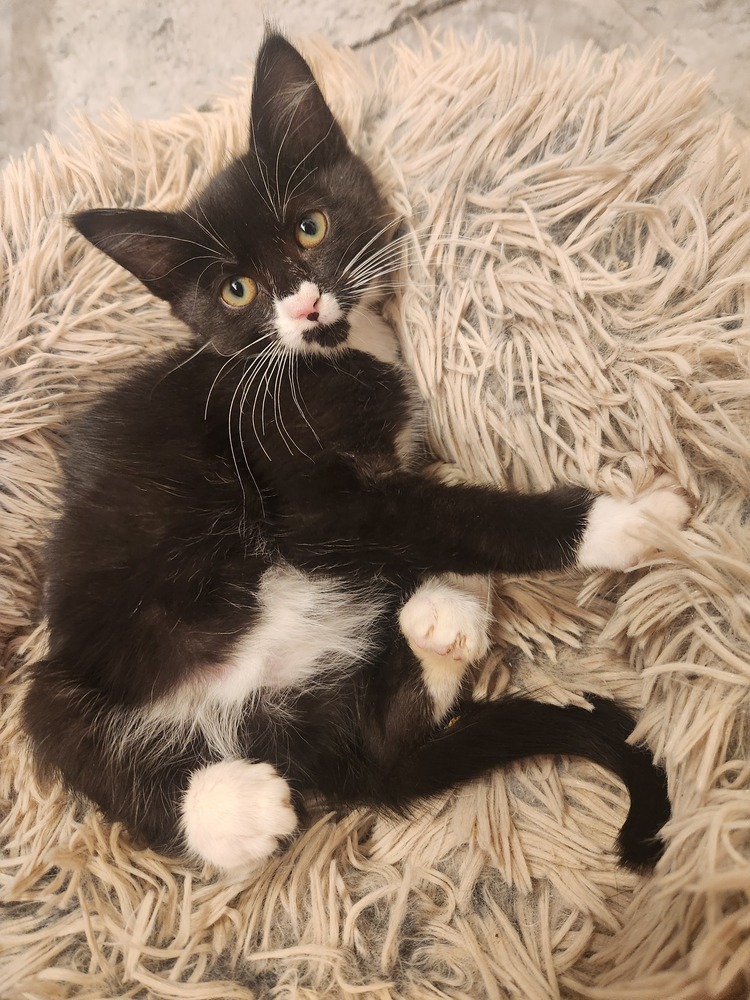 Peanut