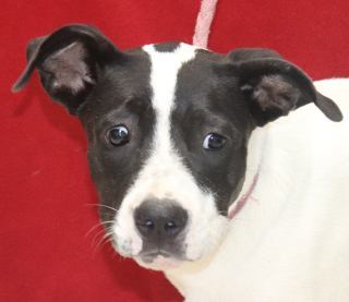 Piper