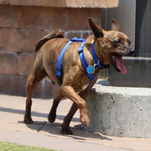 Huey, Young Male Mixed Breed