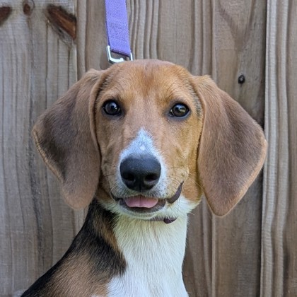 Cindi