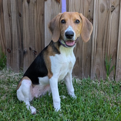 Cindi
