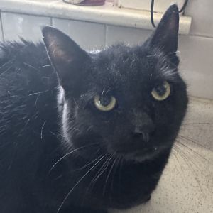 Bloopie @PAWZ pet cafe, Adult Male Domestic Short Hair