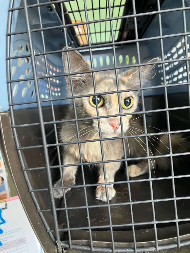 Pawsome-Adoptable Awaiting S/N