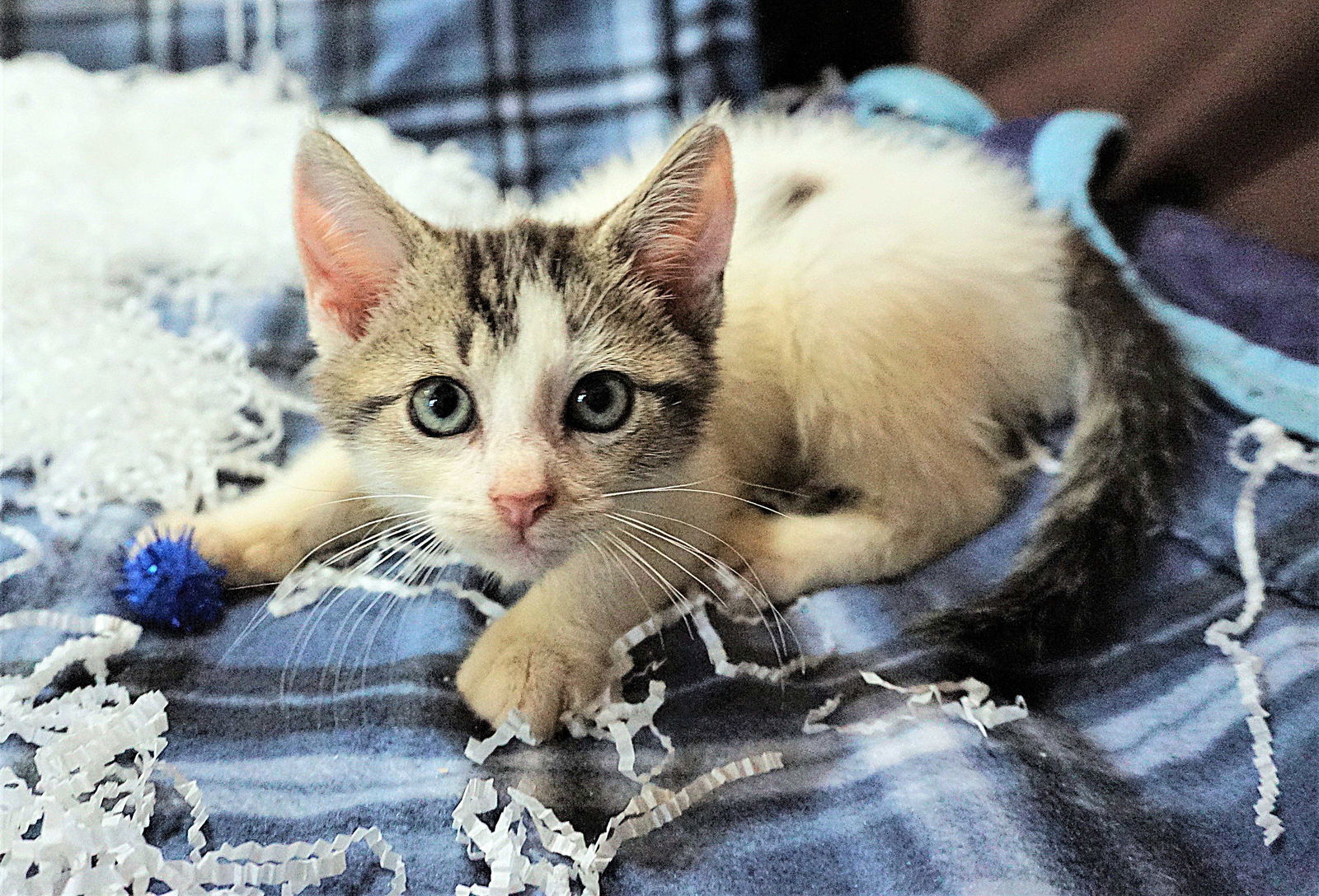 KITTEN EMBER