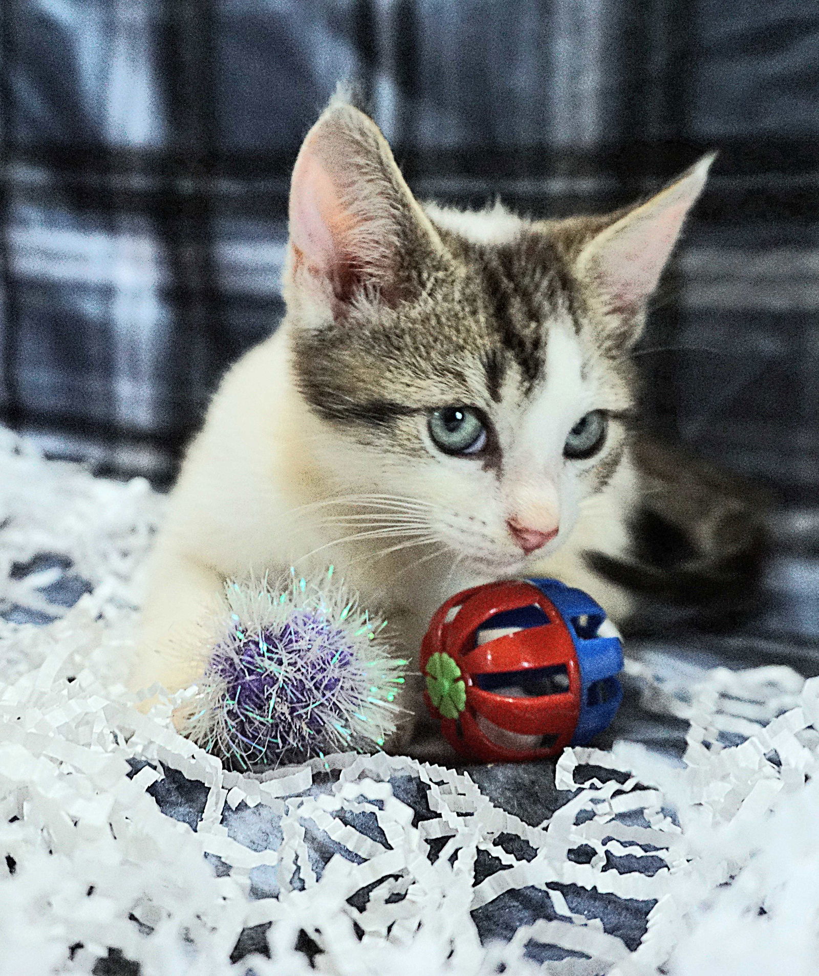 KITTEN EMBER
