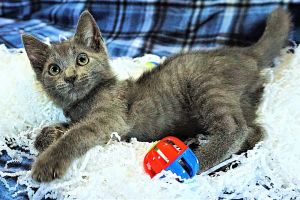 KITTEN GRAYSON, Baby Male Tabby