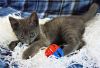 KITTEN GRAYSON photo 2