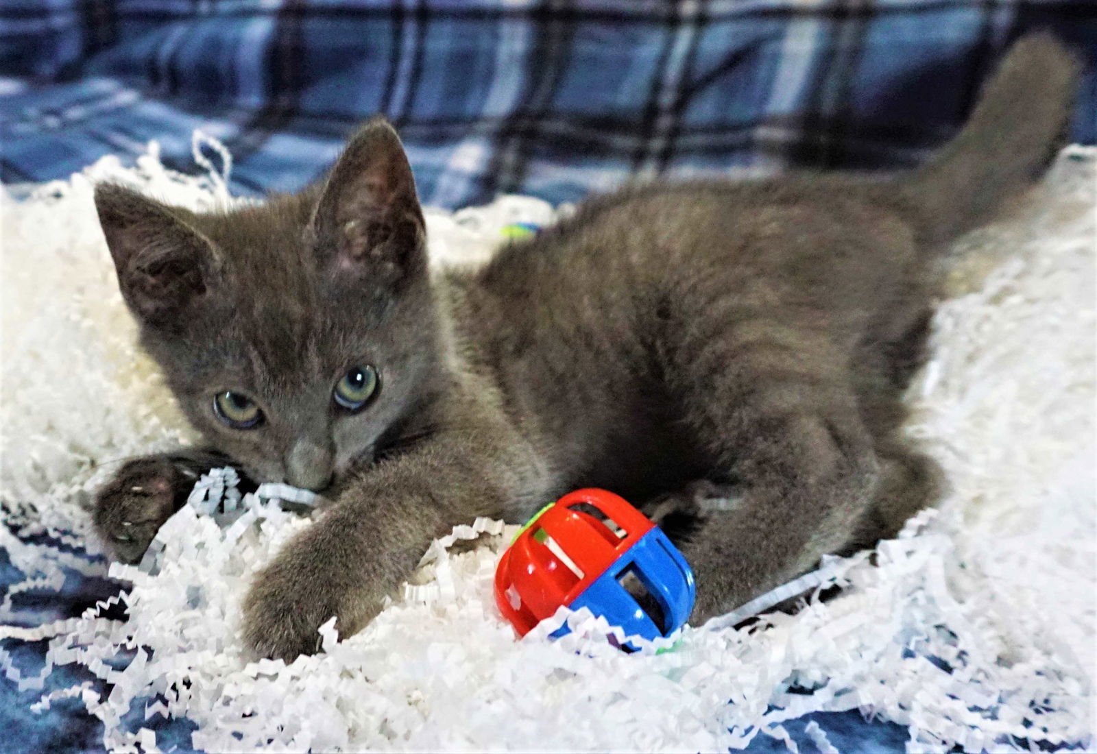 KITTEN GRAYSON