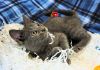 KITTEN GRAYSON photo 3