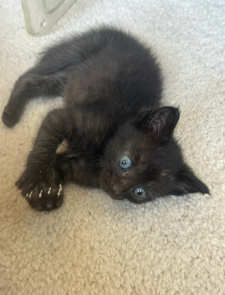 Crinkle Fry