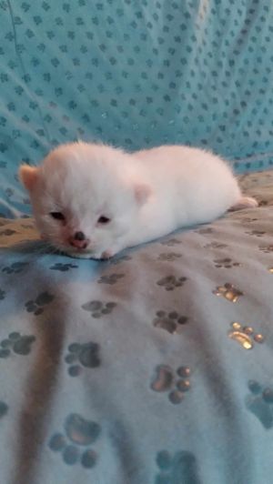 Alaska, Baby Male unknown