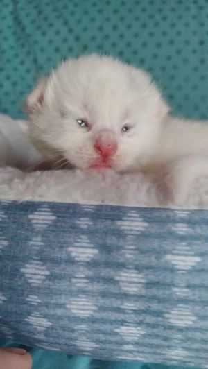 Shasta, Baby Female unknown