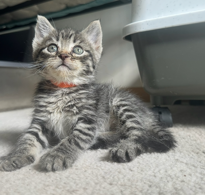 Sweet Potato Fry