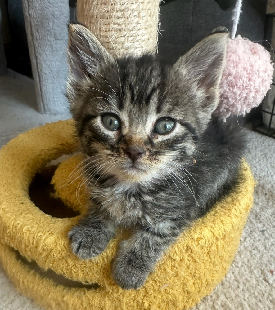 Sweet Potato Fry