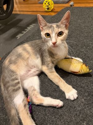 Double Bubble, Adult Female Domestic Short Hair