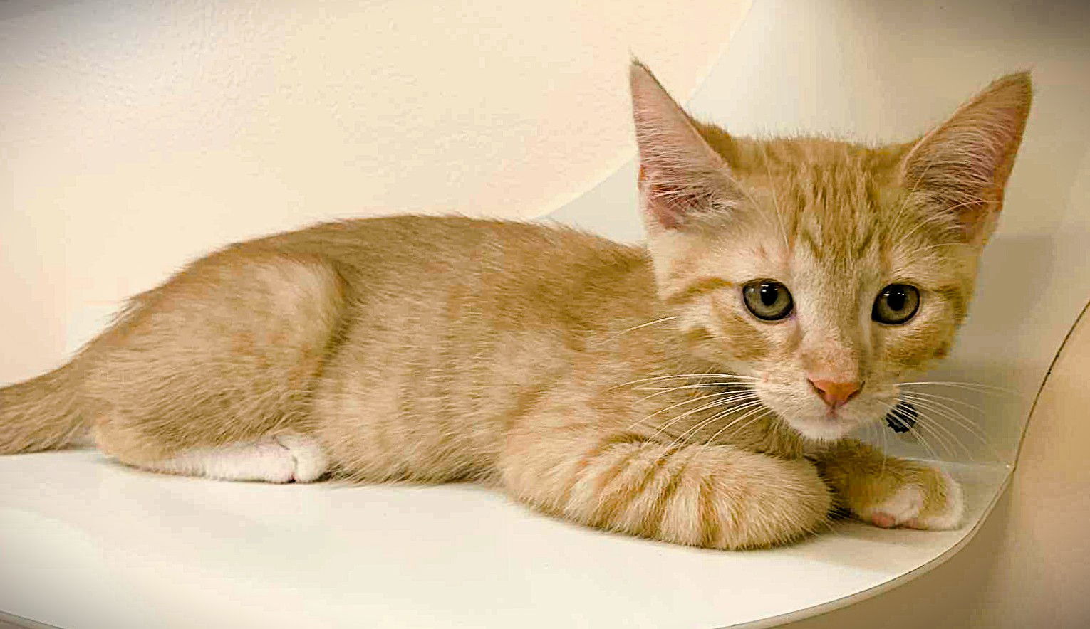 Kitten Nugget