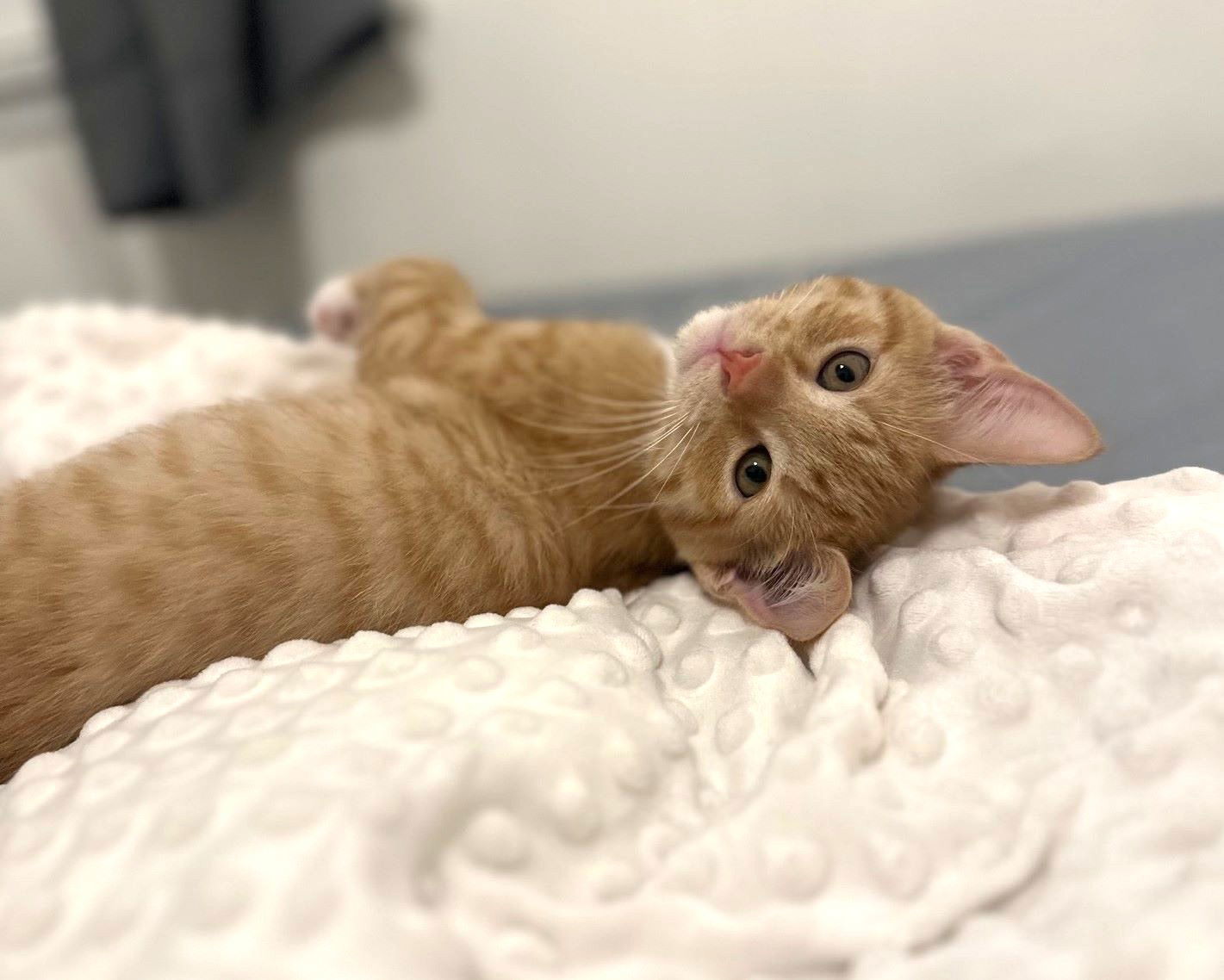 Kitten Nugget