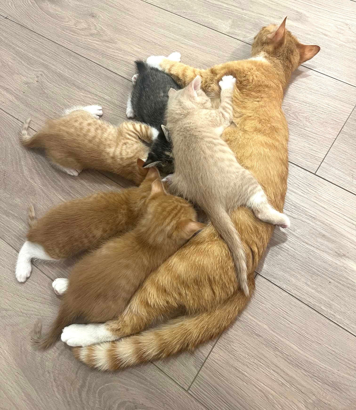 Kitten Nugget